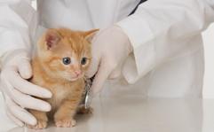 Earn Your Pre-Veterinary Medicine Degree at Manchester University